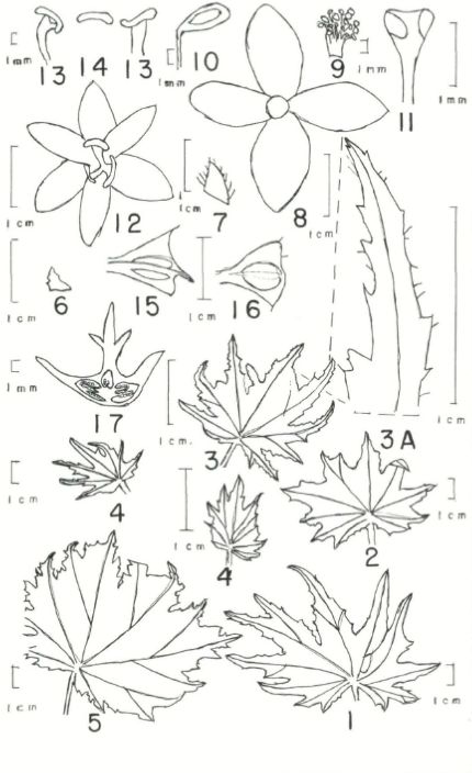 B. lachaoensis
